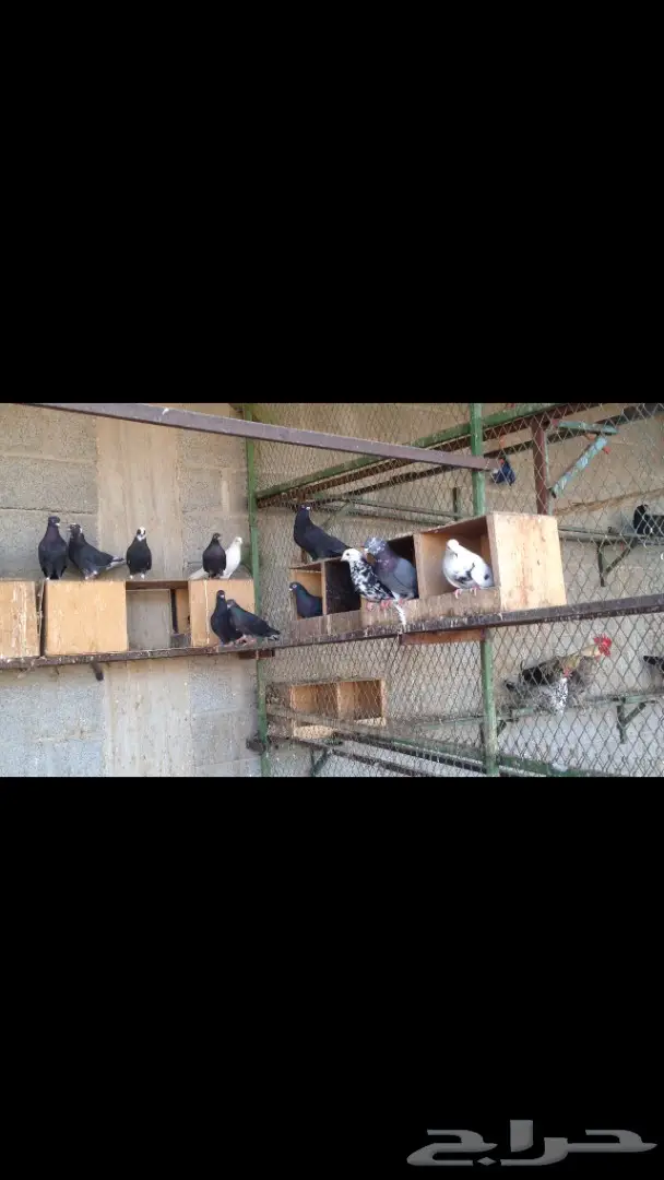 حمام قطايف للبيع