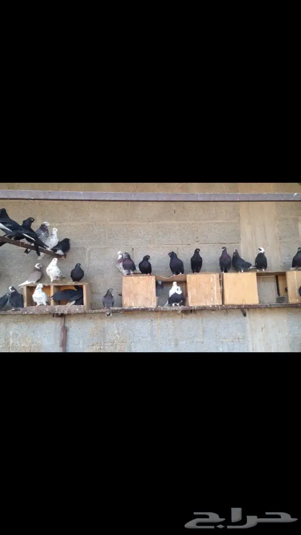 حمام قطايف للبيع (image 2)