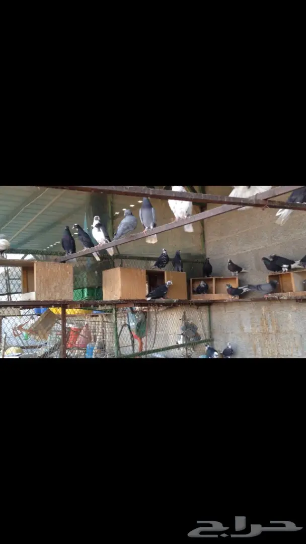 حمام قطايف للبيع (image 3)