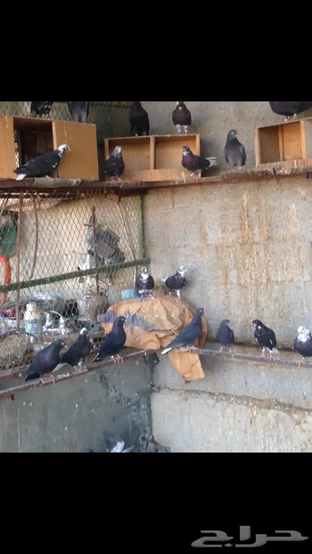 حمام قطايف للبيع (image 4)