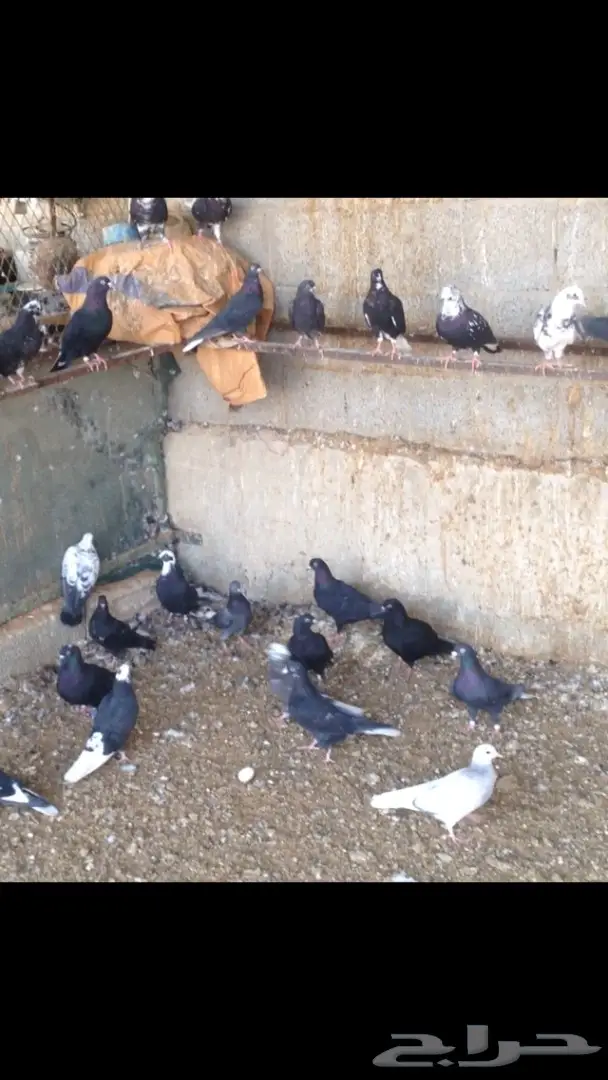 حمام قطايف للبيع (image 5)