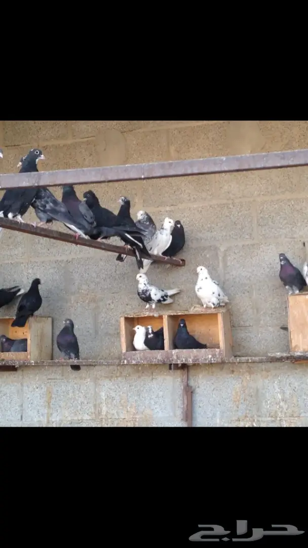 حمام قطايف للبيع (image 6)