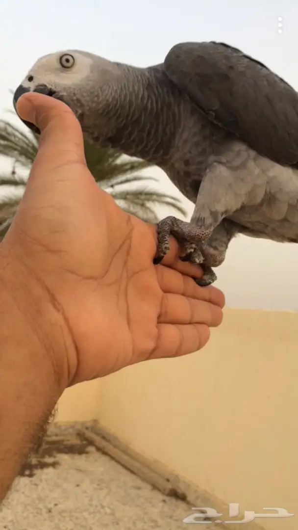 ببغاء افريقي صيد للبيع 