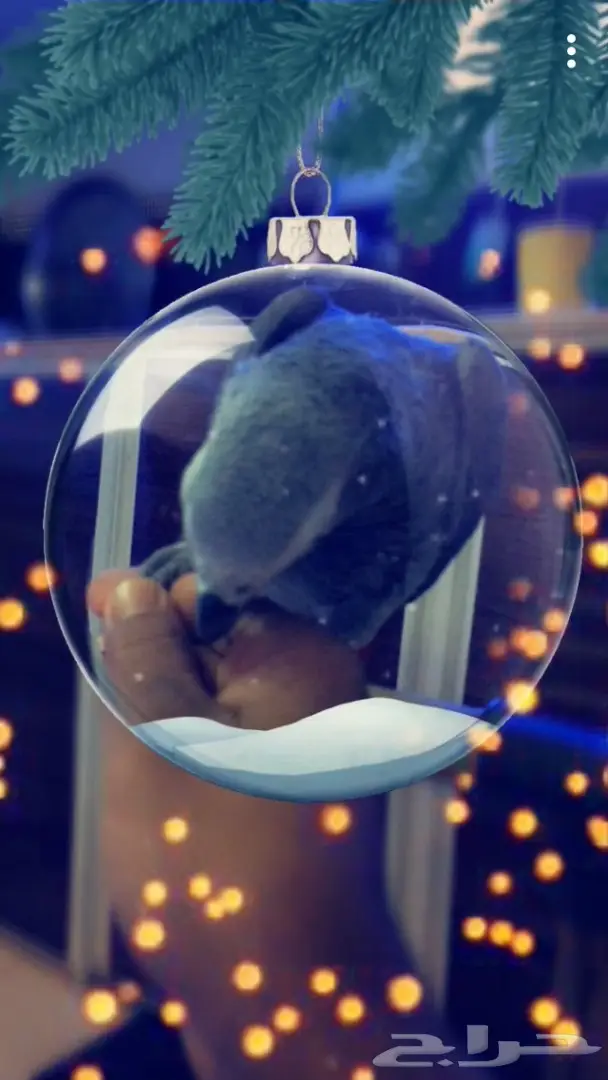 ببغاء افريقي صيد للبيع  (image 1)