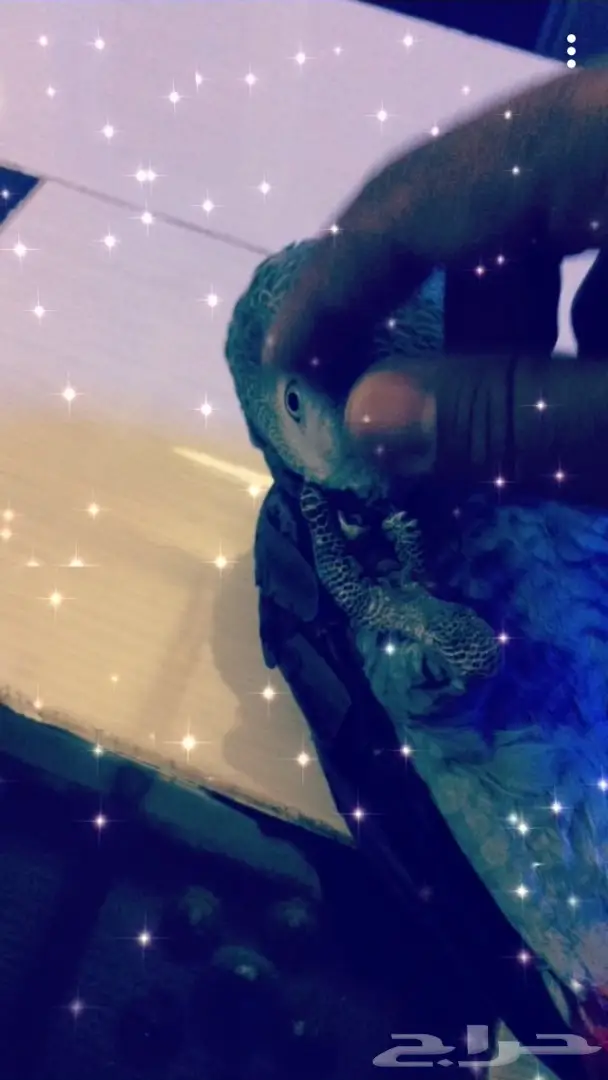 ببغاء افريقي صيد للبيع  (image 2)