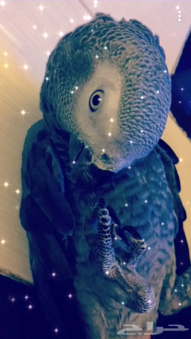 ببغاء افريقي صيد للبيع  (image 3)