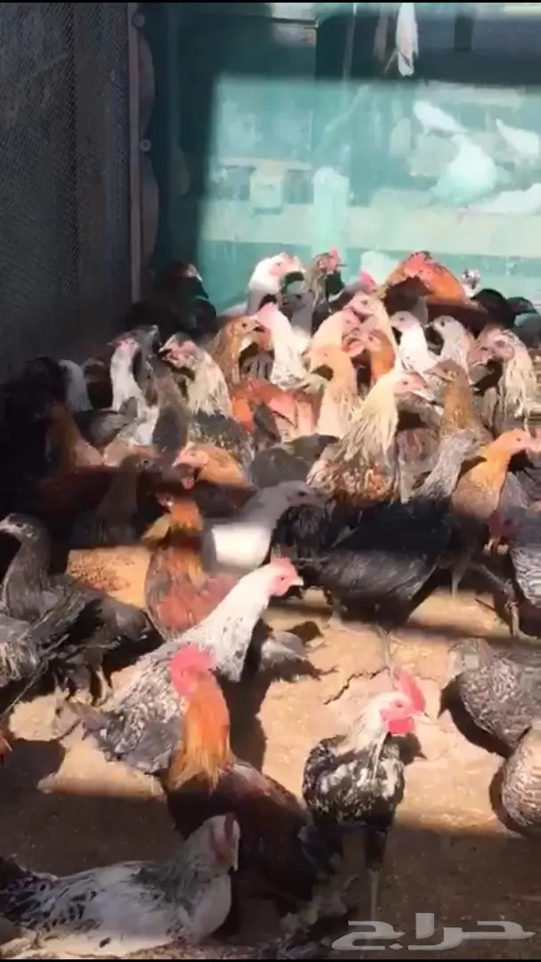 دجاج بلدي جميع الألوان للبيع  (image 8)