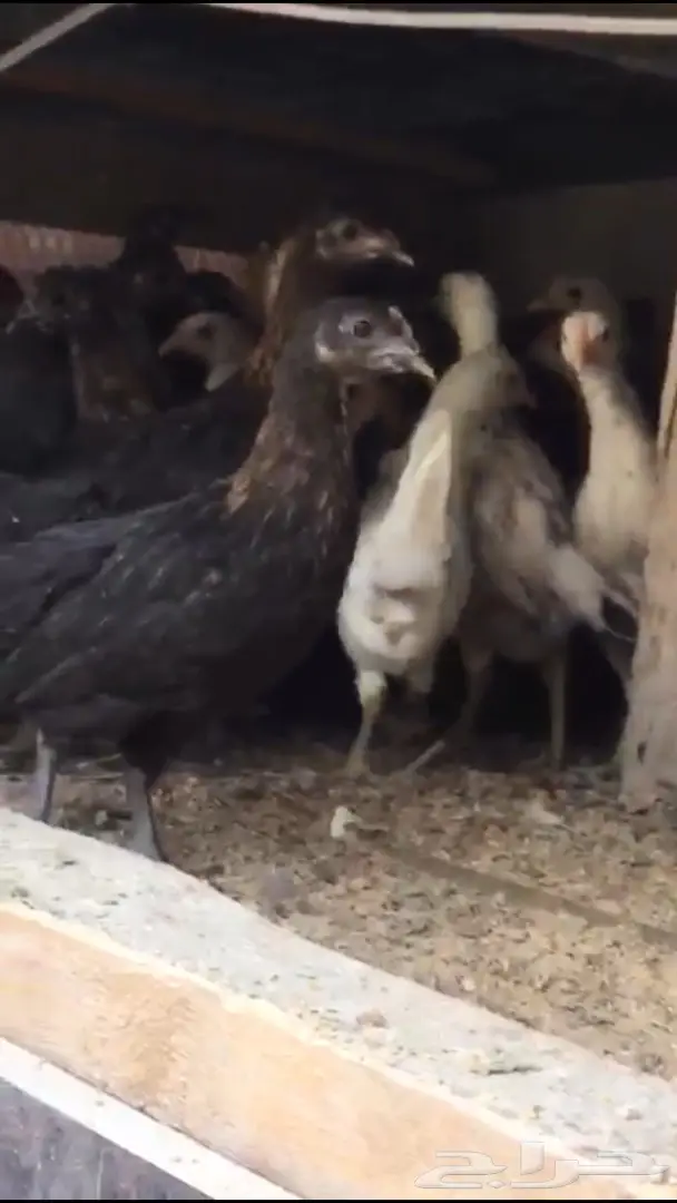 دجاج بلدي جميع الألوان للبيع  (image 9)