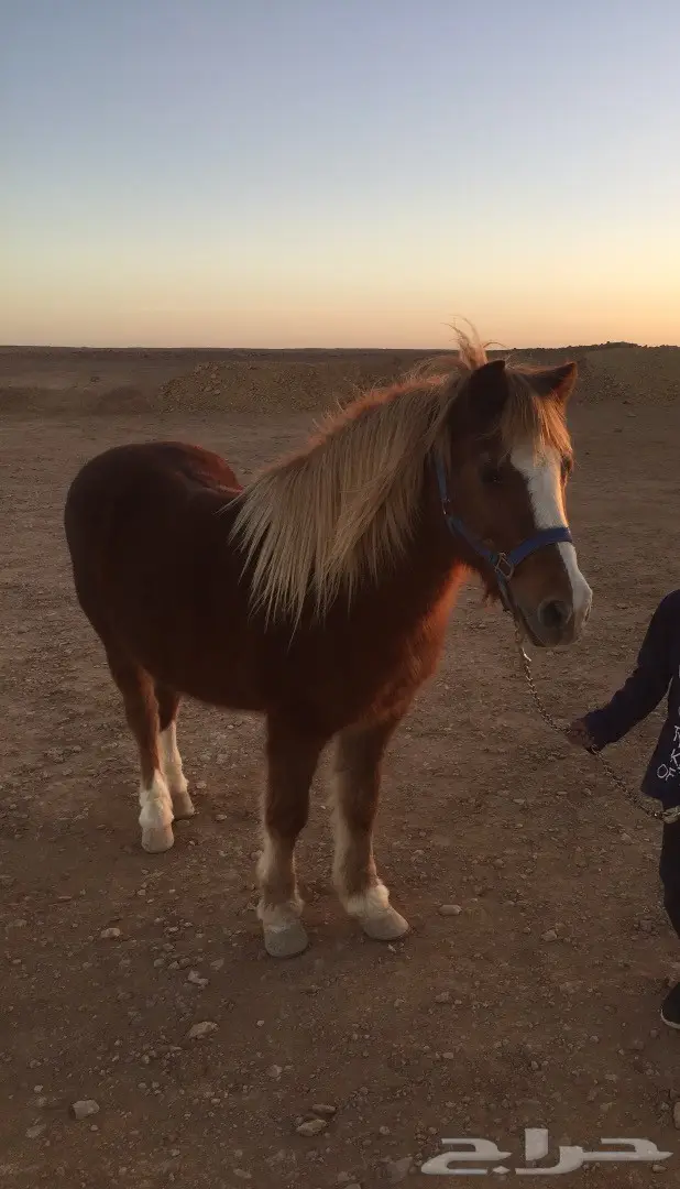 فرس بونية (image 3)