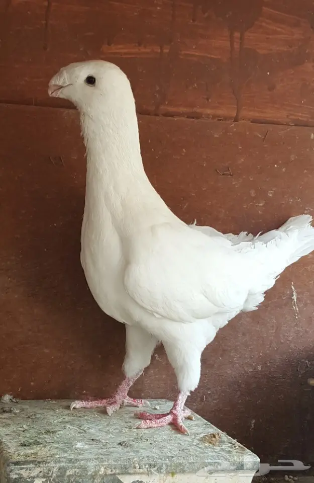 جوز هومر للبيع  (image 1)