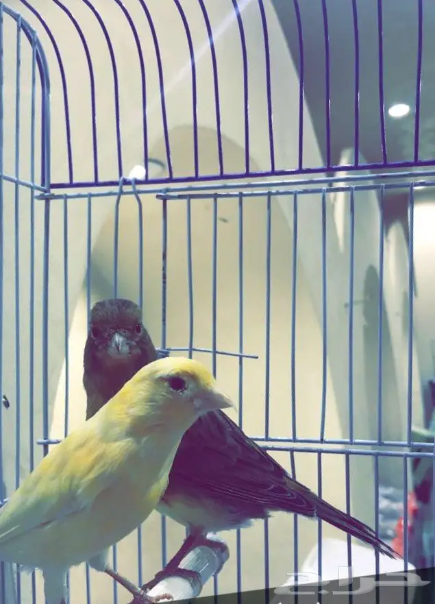 زوج كناري 