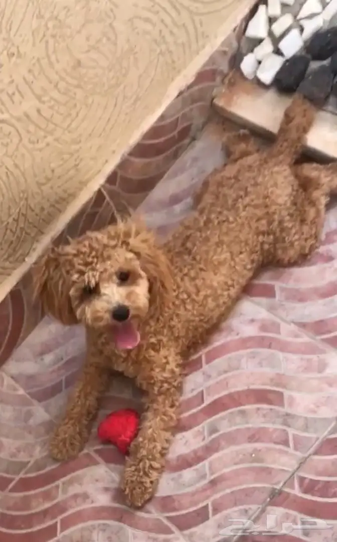 ميني بودل لطيفة - فرصة لا تُفوّت!