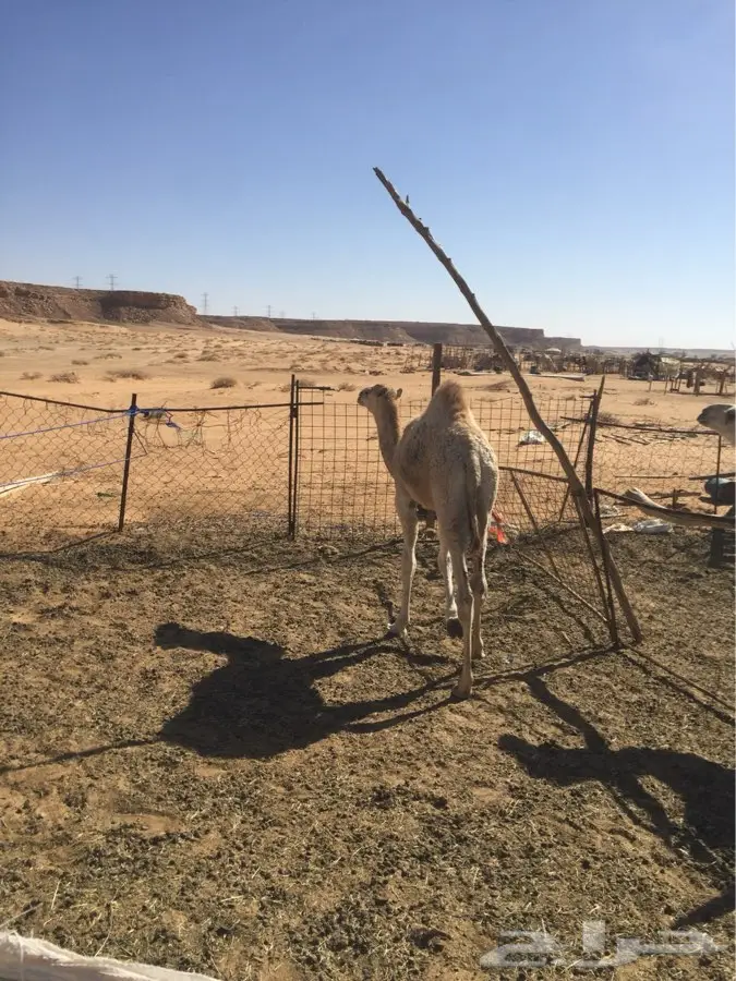 حوار شحم ونطيف للبيع قعود (image 5)