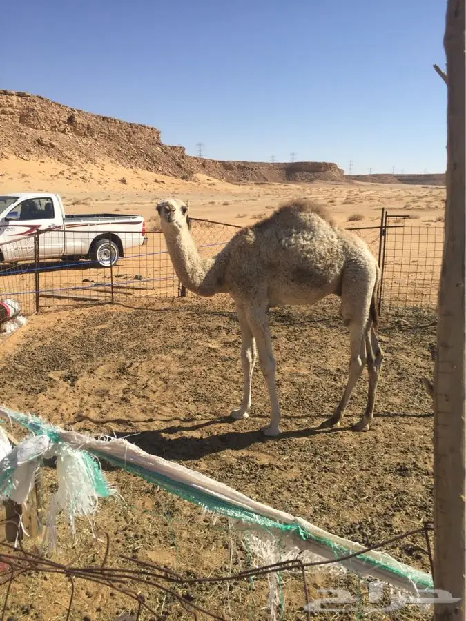 حوار شحم ونطيف للبيع قعود (image 2)