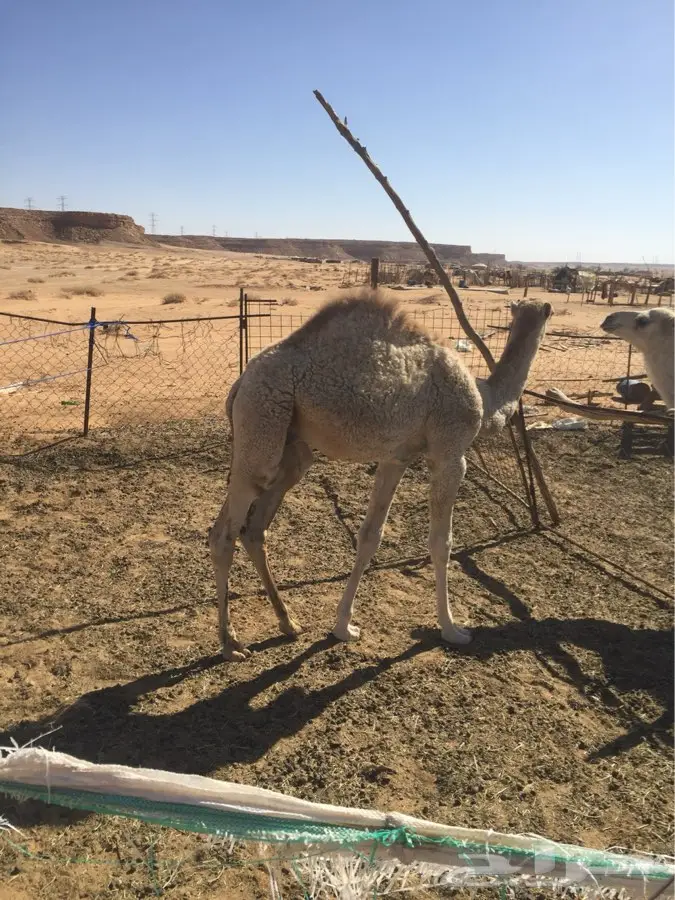 حوار شحم ونطيف للبيع قعود (image 4)