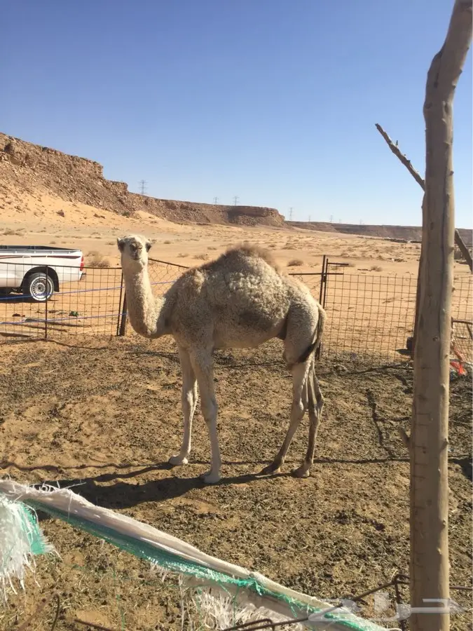 حوار شحم ونطيف للبيع قعود (image 1)