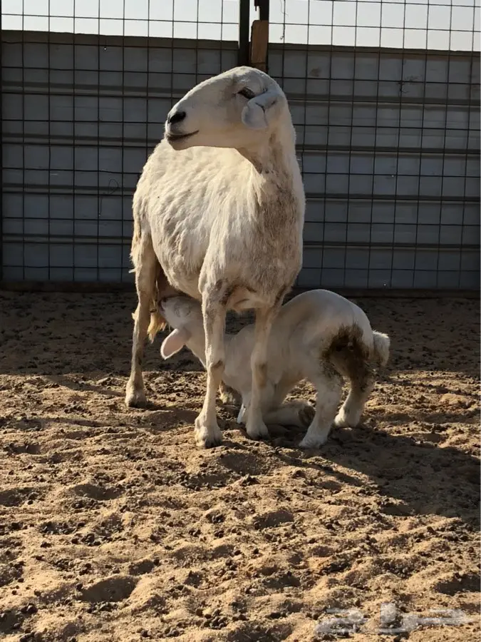 فرصة ممتازة - غنم نقي ومقنَّع (image 1)