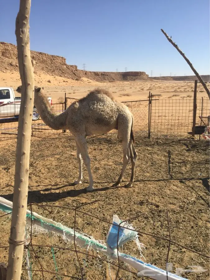حوار شحم ونطيف للبيع قعود (image 3)