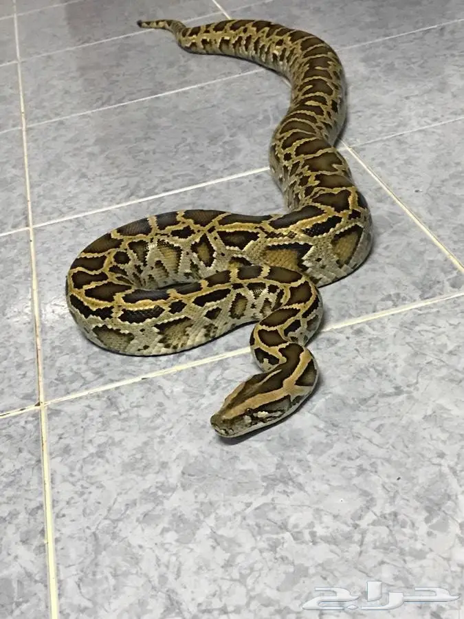 ثعبان اصله اي نوع 