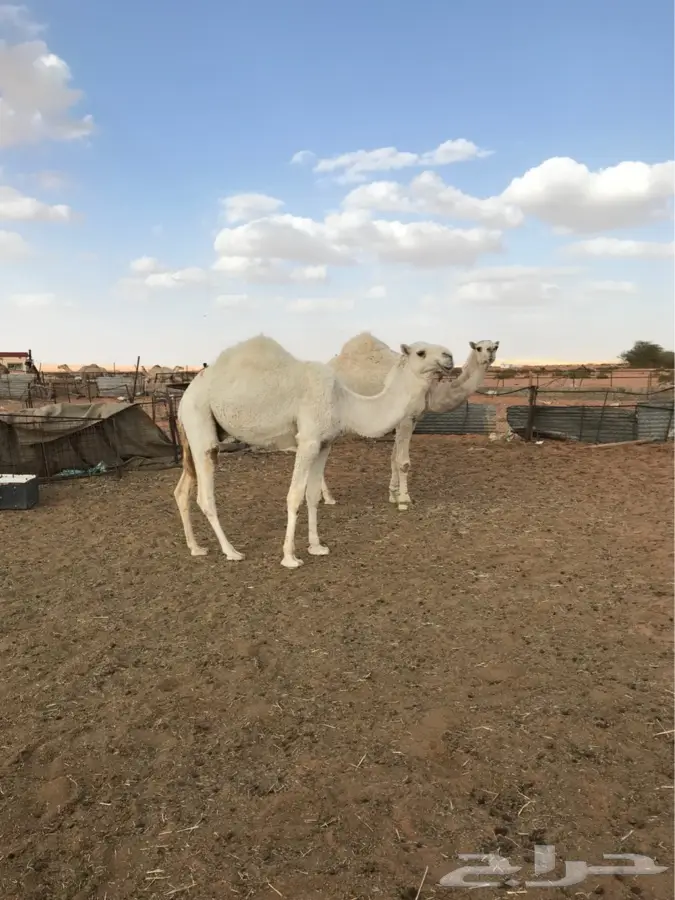 قعودين قصب 