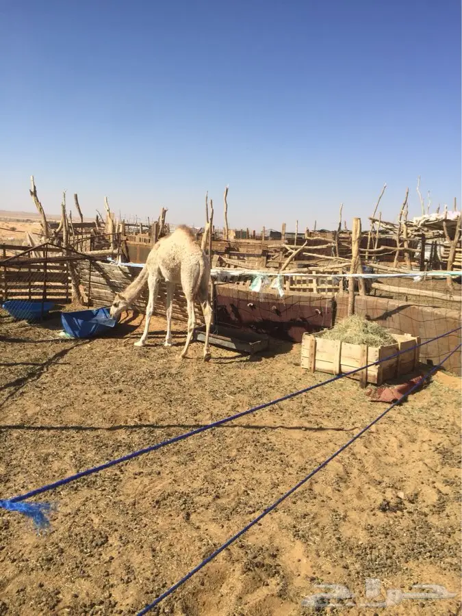 حوار شحم ونطيف للبيع قعود (image 9)
