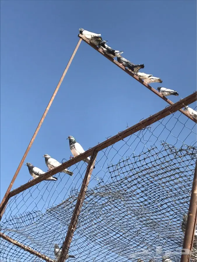 حمام بكستاني  (image 8)