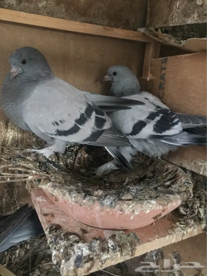 المدينه - السلام عليكم   (image 1)