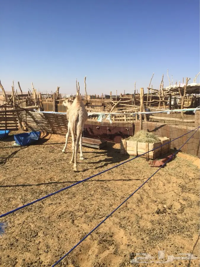 حوار شحم ونطيف للبيع قعود (image 8)