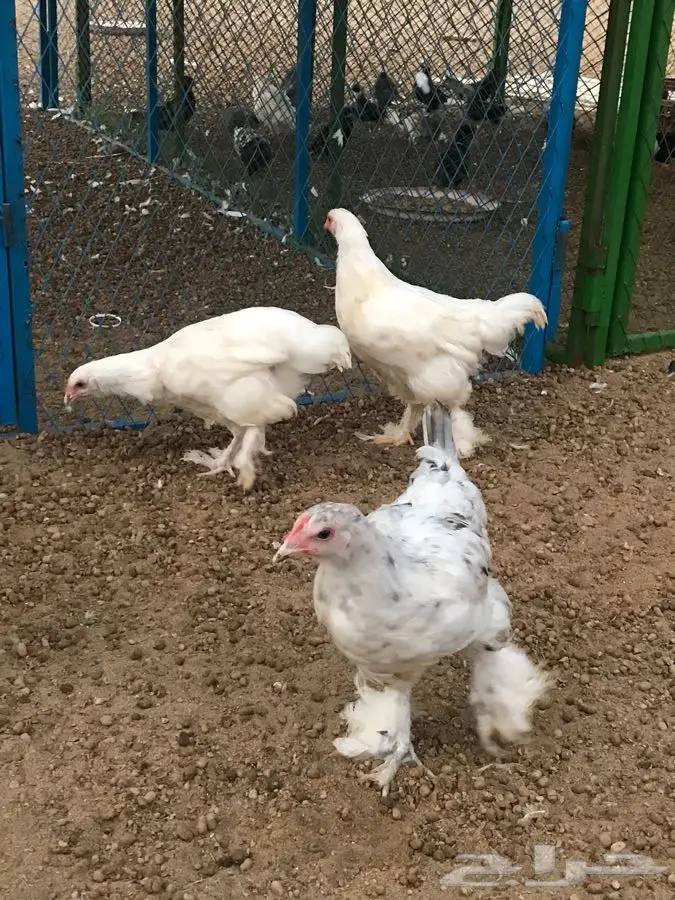 دجاج براهما (image 1)