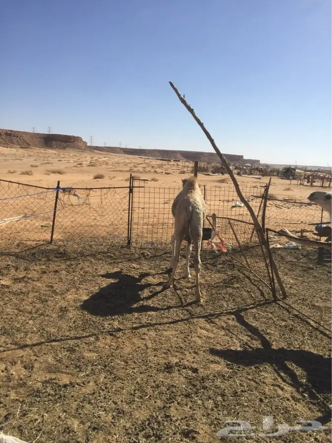 حوار شحم ونطيف للبيع قعود (image 6)