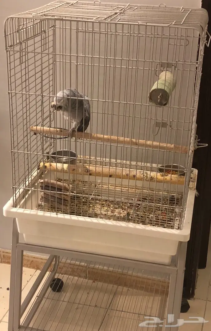 ببغاء نيجيري (image 2)