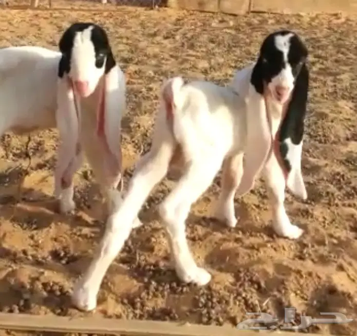 عنز هولنديه  (image 2)