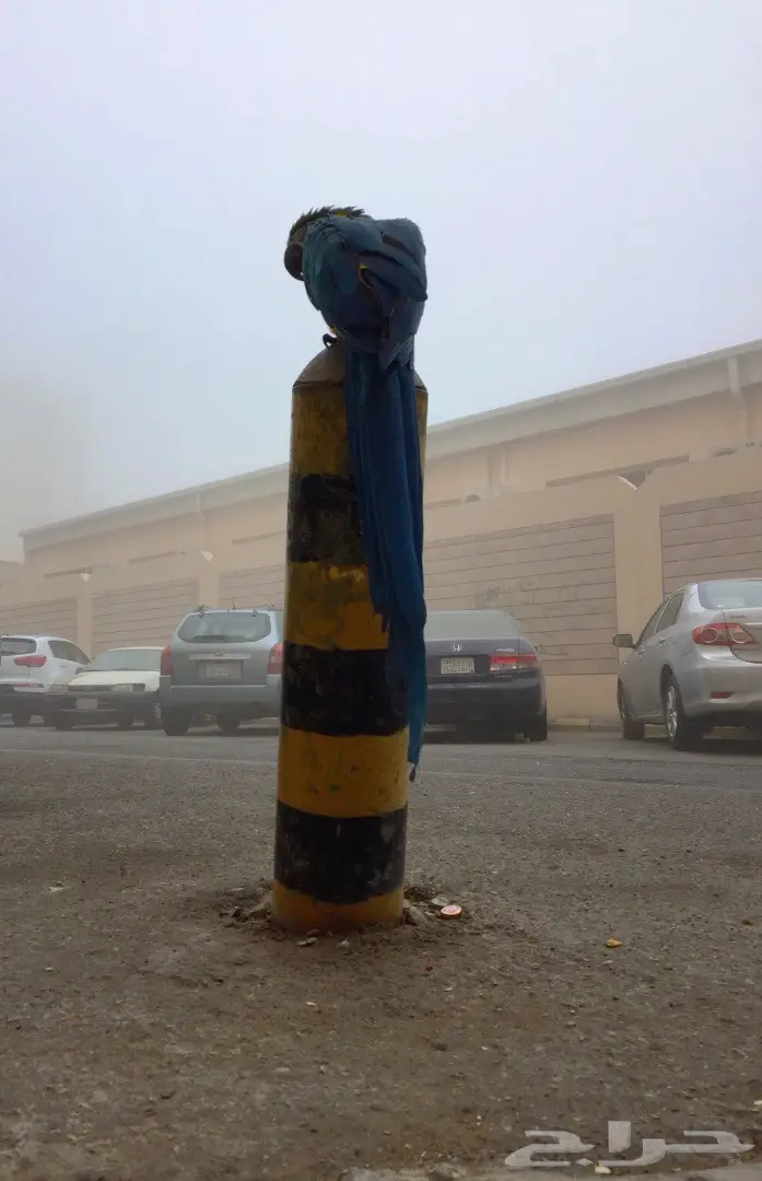 للبيع مكاو blue and gold  (image 7)