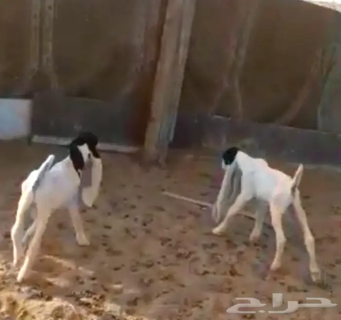 عنز هولنديه  (image 5)