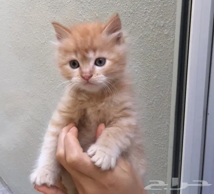 قطط شيرازي للبيع (image 4)