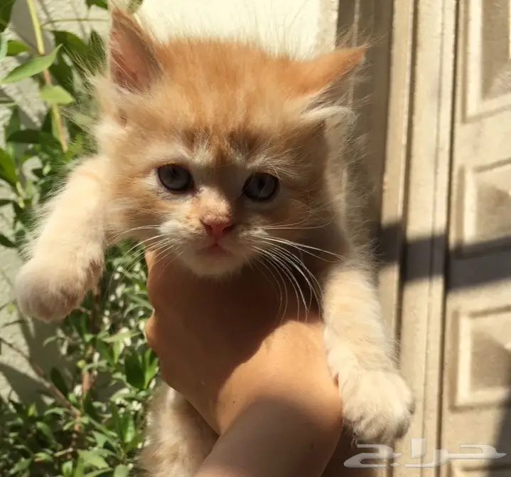 قطط شيرازي للبيع (image 1)