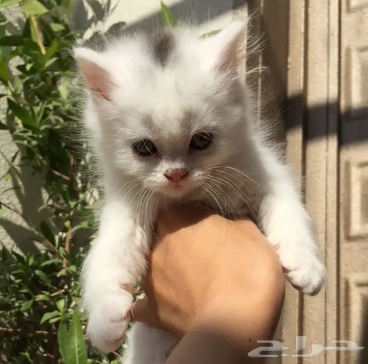 قطط شيرازي للبيع