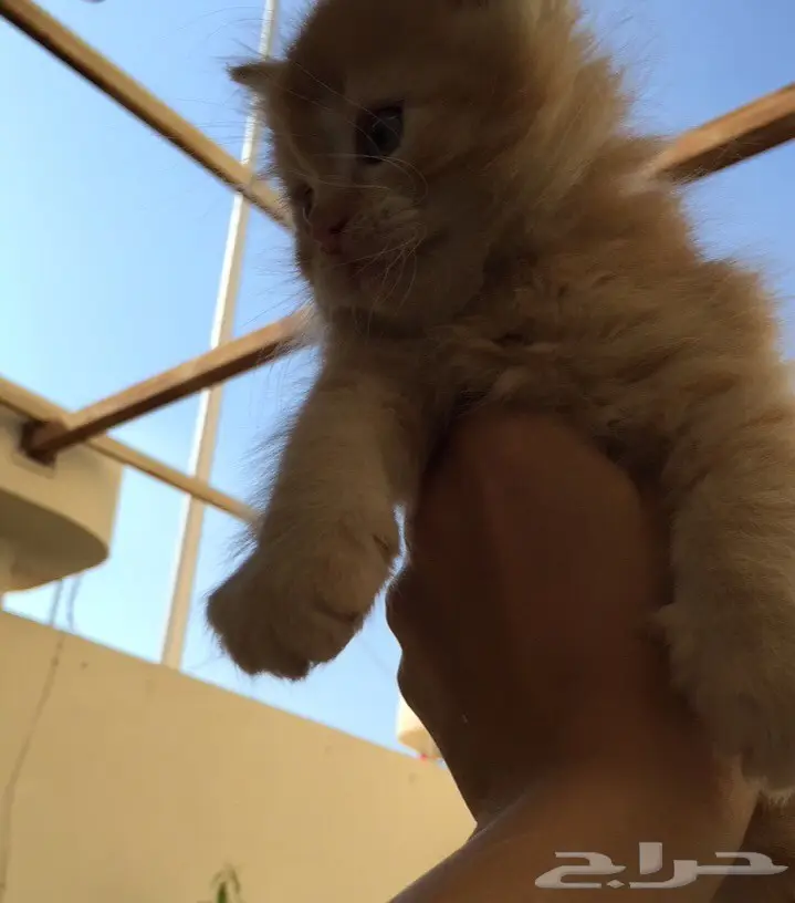 قطط شيرازي للبيع (image 2)