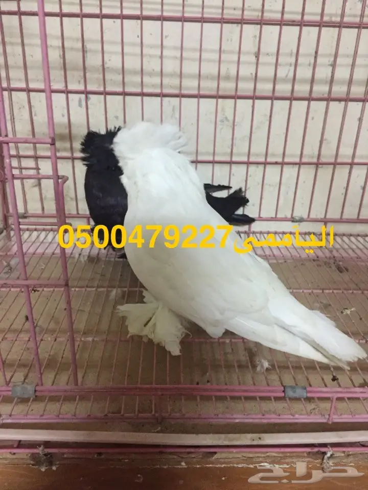 زوج بخاره ب انتاجه  (image 2)