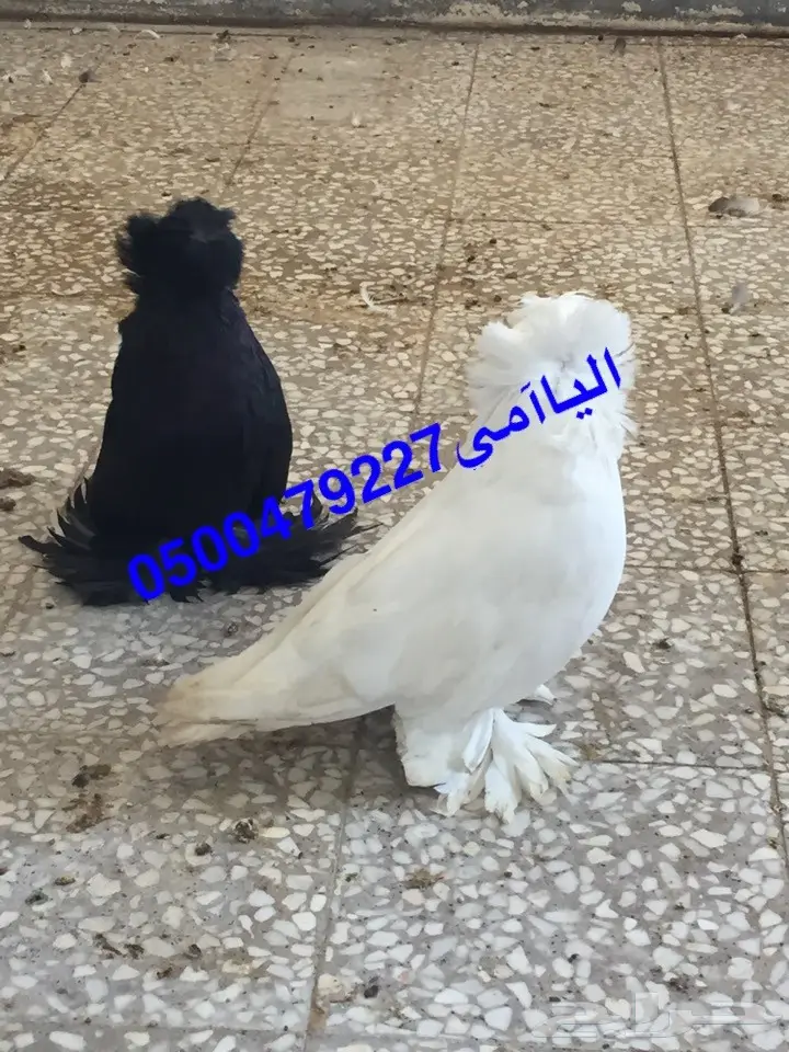 زوج بخاره ب انتاجه  (image 4)