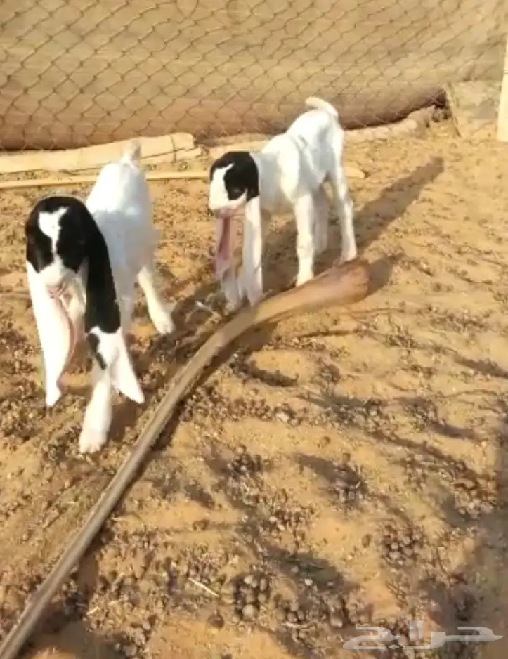 عنز هولنديه  (image 4)