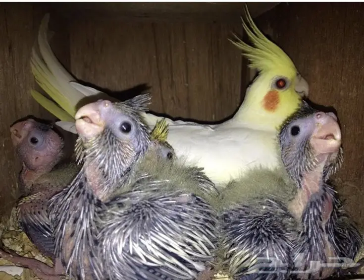 جوز كروان بفروخه (image 9)