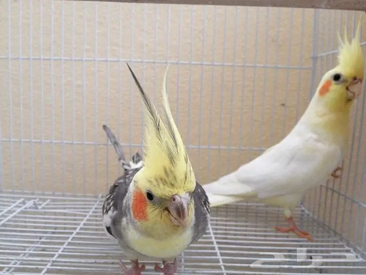 جوز كروان بفروخه (image 2)