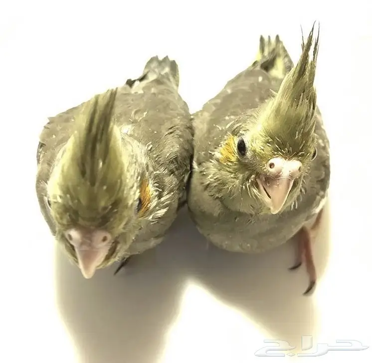 جوز كروان بفروخه (image 5)