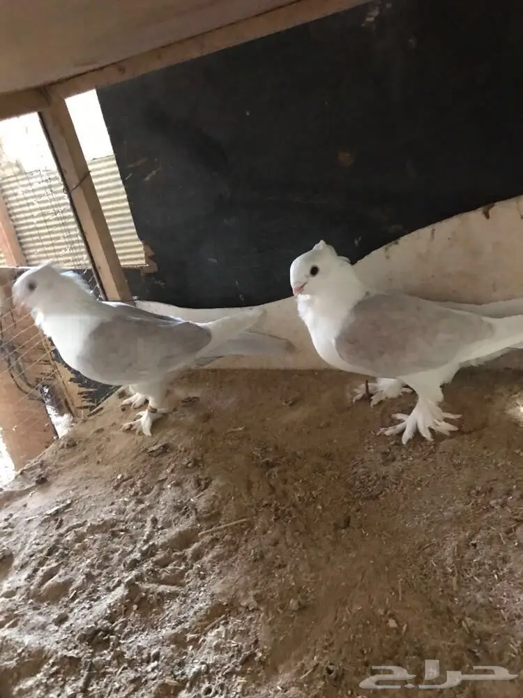 حمام زينه للبيع بيعه سريعه وسماح (image 1)