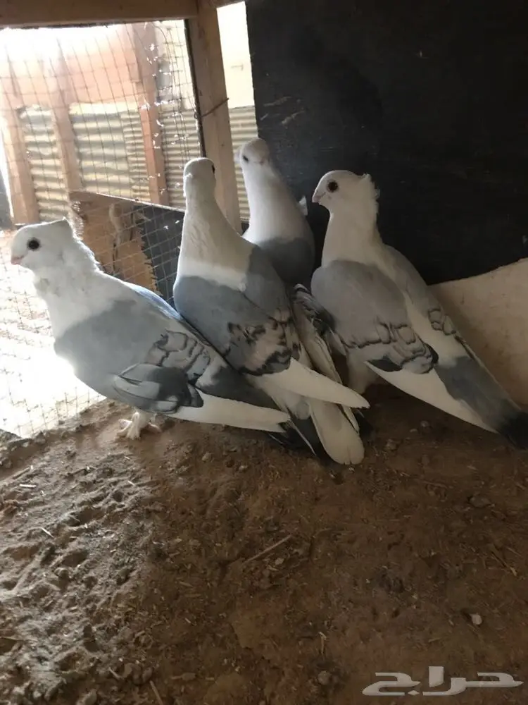 حمام زينه للبيع بيعه سريعه وسماح (image 7)