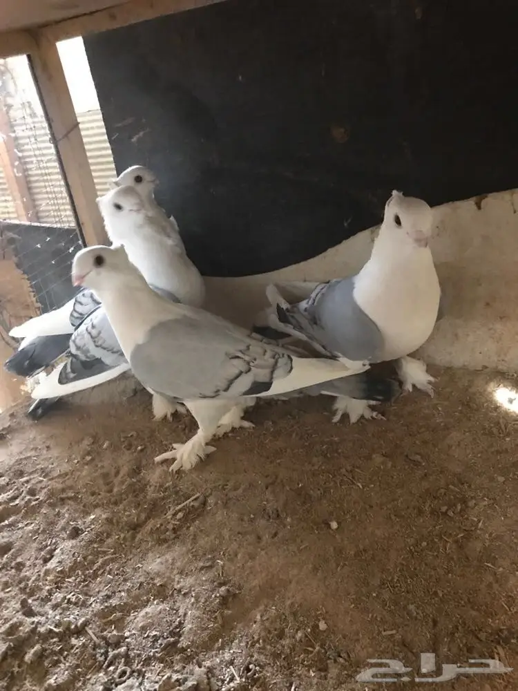 حمام زينه للبيع بيعه سريعه وسماح (image 8)