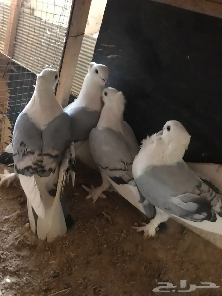 حمام زينه للبيع بيعه سريعه وسماح (image 9)