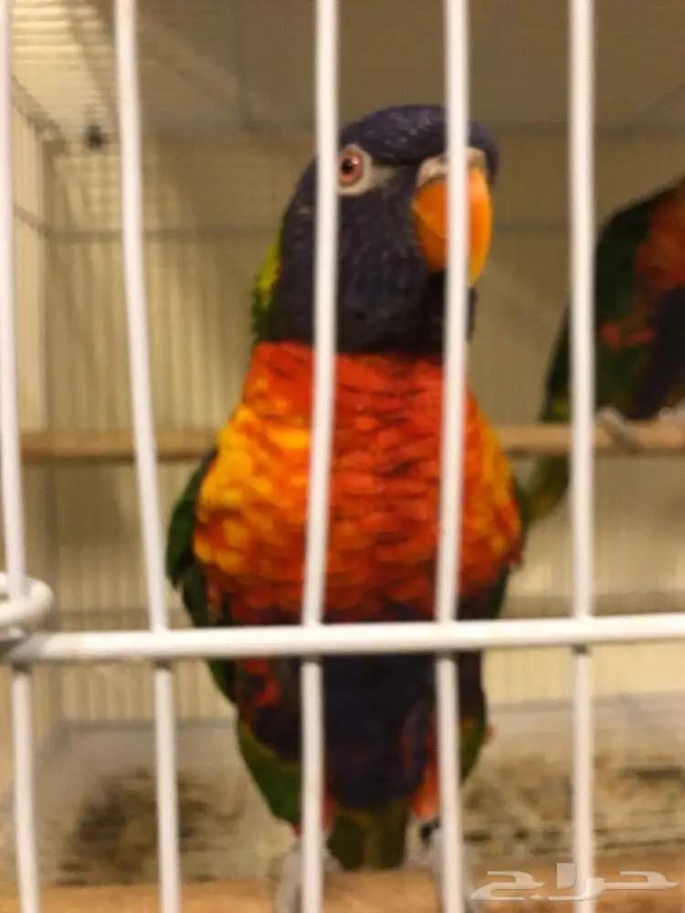 جوز لوري  (image 1)