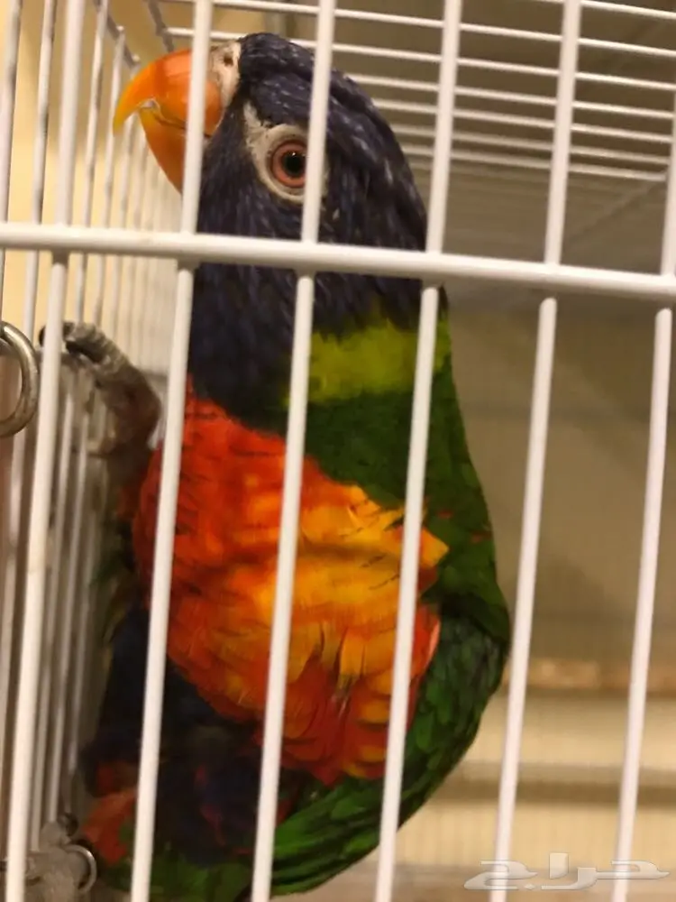 جوز لوري  (image 2)